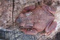 Bufo bufo