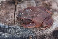 Bufo bufo