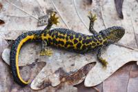 Triturus cristatus