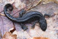 Triturus cristatus