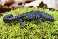 Triturus cristatus