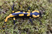 Salamandra salamandra