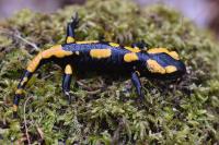 Salamandra salamandra