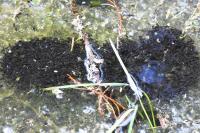 Rana temporaria