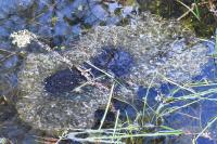 Rana temporaria