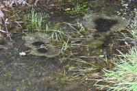 Rana temporaria