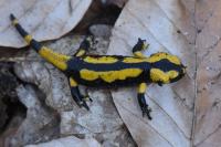 Salamandra salamandra
