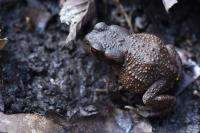 Bufo bufo