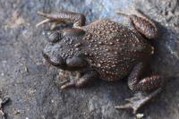 Bufo bufo