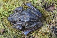 Rana temporaria