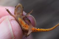 Lissotriton helveticus