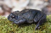 Rana temporaria