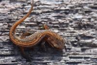Lissotriton helveticus