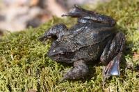 Rana temporaria