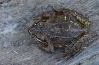 Rana temporaria