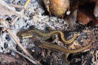 Lissotriton helveticus