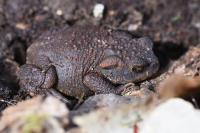Bufo