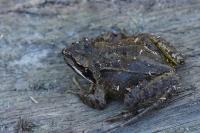 Rana temporaria