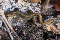Lissotriton helveticus