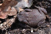 Bufo