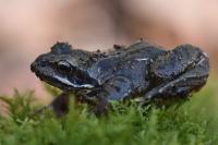 Rana temporaria