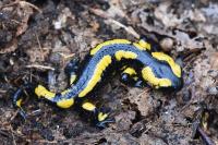 Salamandra salamandra