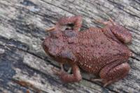 Bufo