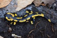 Salamandra salamandra
