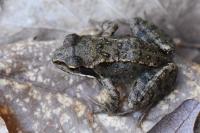 Rana temporaria
