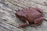 Bufo