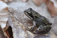 Rana temporaria