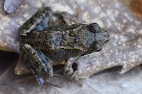 Rana temporaria