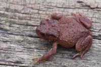 Bufo