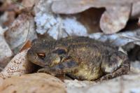 Bufo