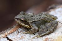 Rana temporaria