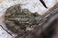 Rana temporaria