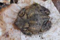 Bufo