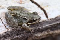 Rana temporaria