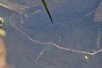 Ichthyosaura alpestris