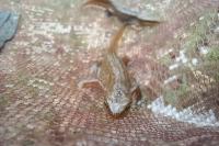 Lissotriton helveticus