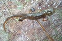 Lissotriton helveticus