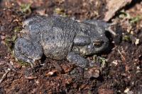 Bufo