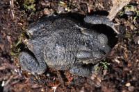 Bufo