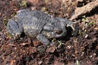 Bufo