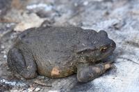 Bufo bufo