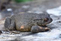 Bufo bufo