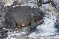 Bufo bufo