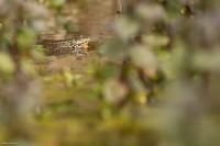 Pelophylax