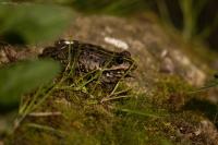 Pelophylax