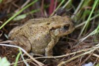 Bufo bufo